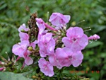006-250x188.jpg