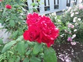 100_3165.JPG